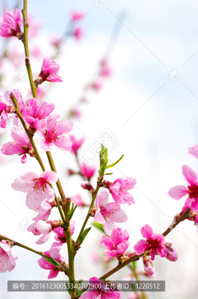 粉色的花