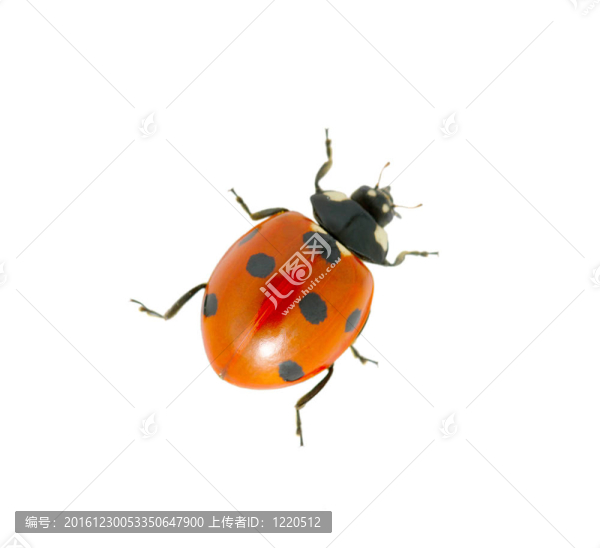 紅瓢蟲
