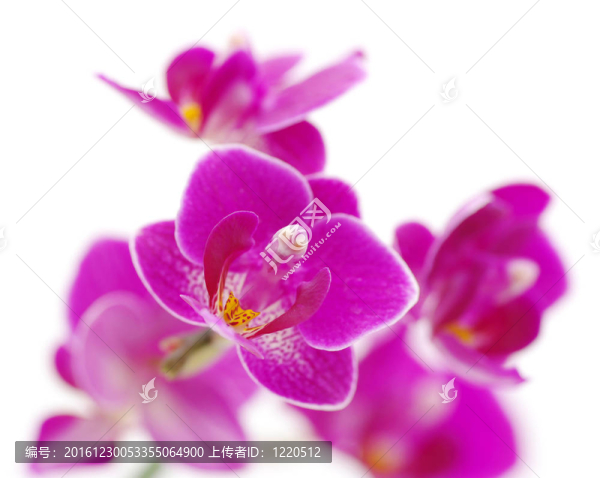 粉紅色的蘭花