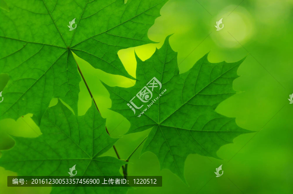 綠色的葉子