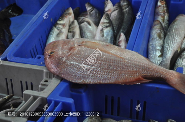 市場(chǎng)上出售的鮮魚