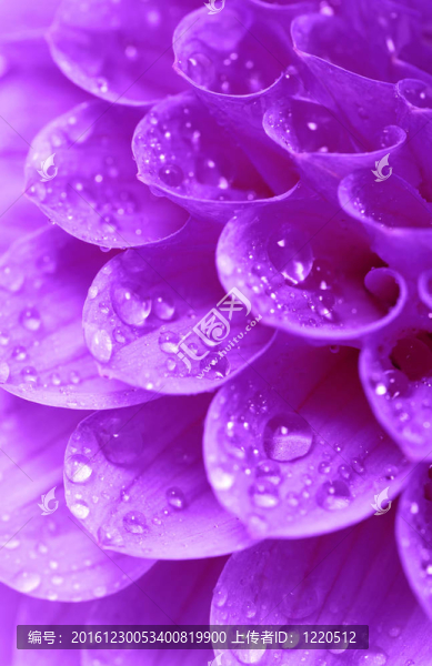 摘要花瓣