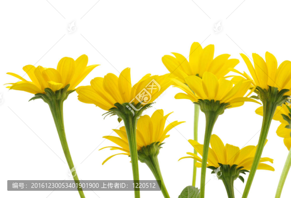 黃色的雛菊花