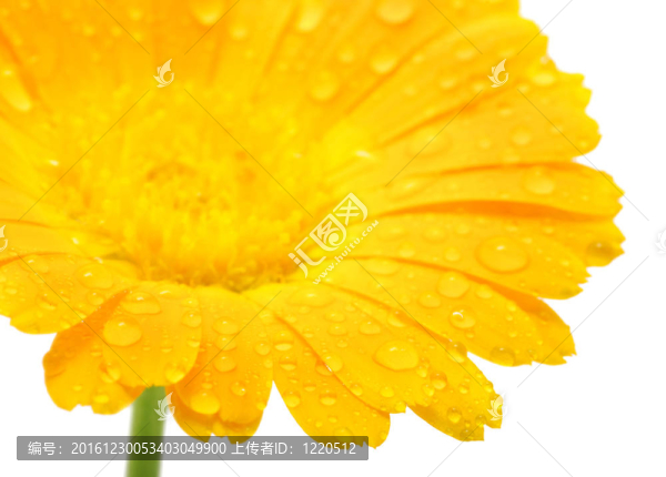 橙花