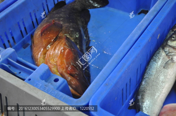 市場(chǎng)上出售的鮮魚