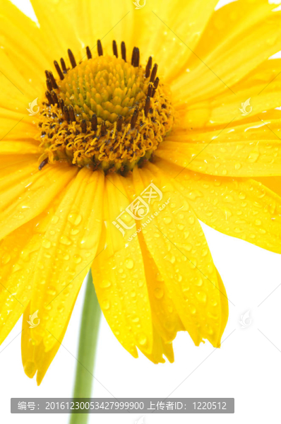 黃色的雛菊花