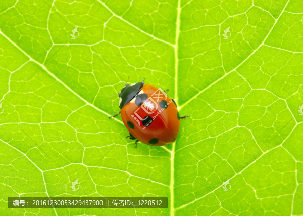 瓢蟲(chóng)