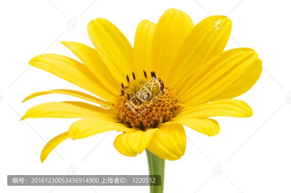 黃色的雛菊花