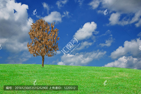 小山上的樹。