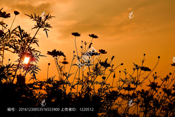 黃色的大波斯菊