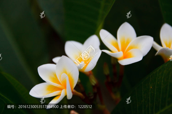 熱帶花卉；leelavadee