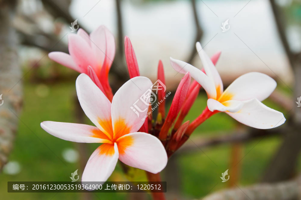 熱帶花卉；leelavadee
