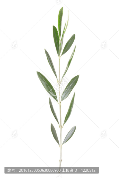 橄欖枝