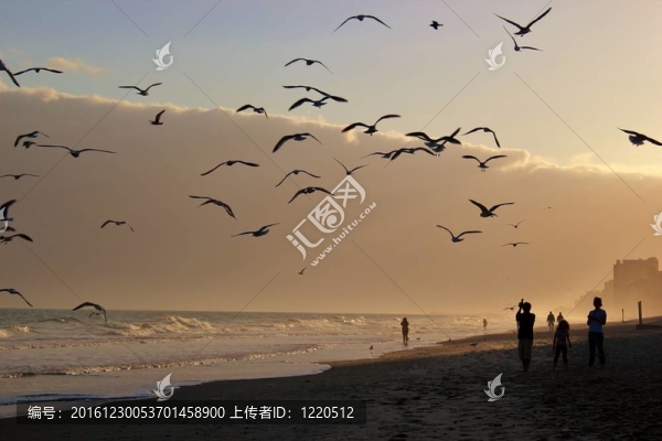 海鷗在silouhette