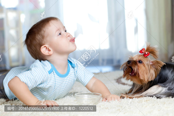 可愛的孩子在家里飼養(yǎng)約克郡犬的狗