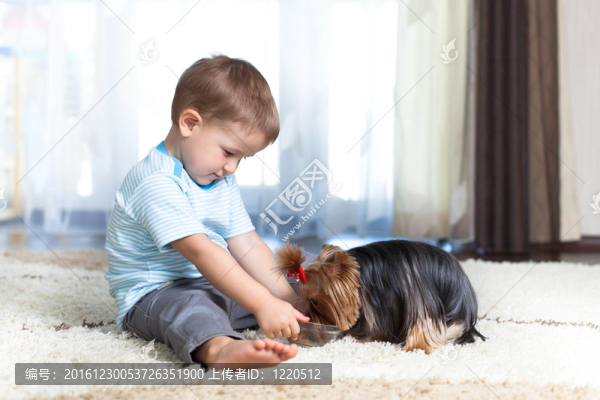 可愛的孩子在家里飼養(yǎng)約克郡犬的狗