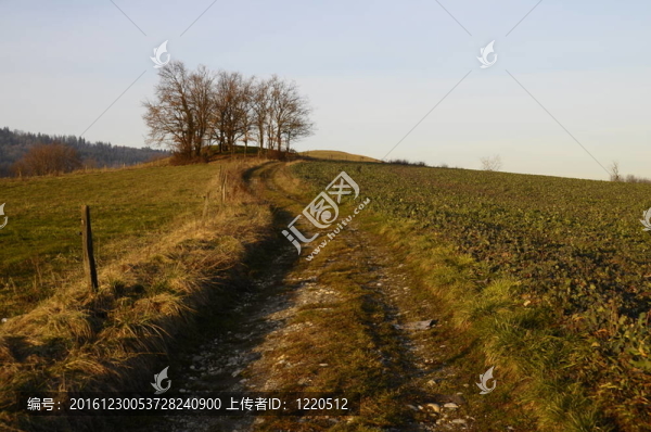 Hill；通過日落的燈光穿過耕地和拖拉機路