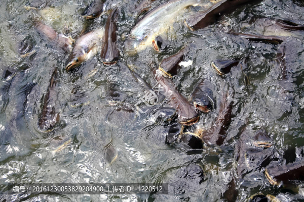 魚(yú)的紋理