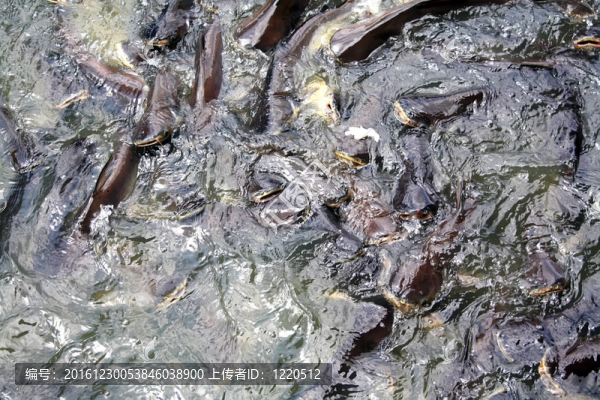 魚的紋理