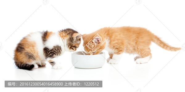 兩只蘇格蘭小貓從碗里擠牛奶