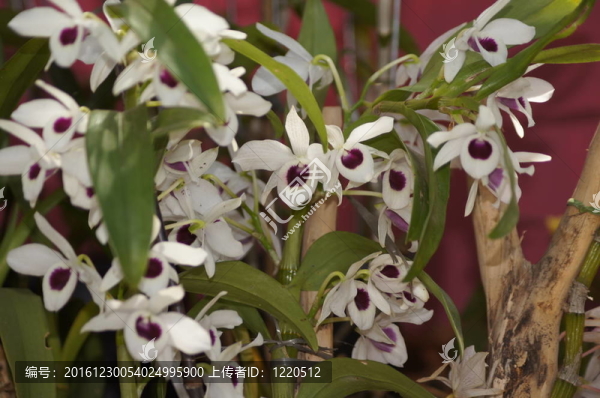 orquidia花