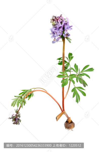 Flower,Corydalis,halleri與根球。春天的特寫。