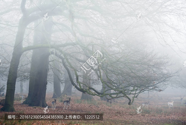 霧冬森林景觀中的休閑鹿