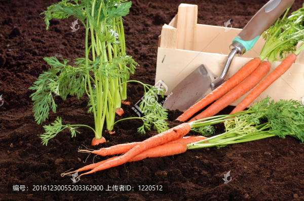新鮮采摘的花園胡蘿卜