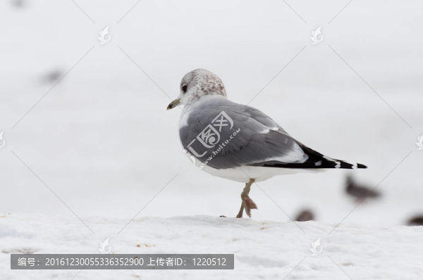 冬季海鷗