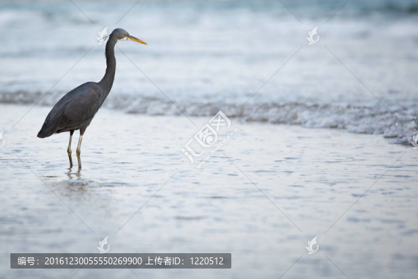 西巖鷺（Egretta,gularis）