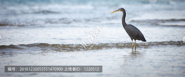 西巖鷺（Egretta,gularis）