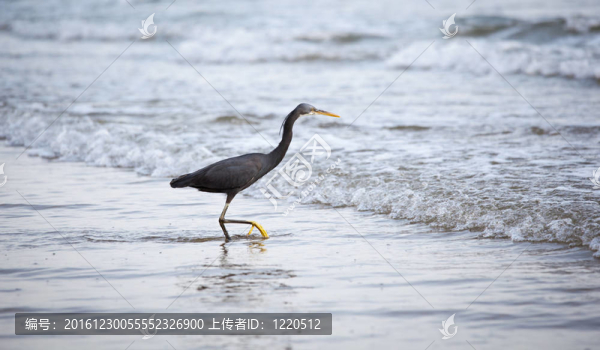 西巖鷺（Egretta,gularis）