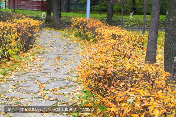 公園里的秋天
