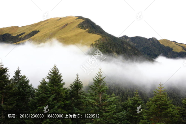 樹(shù)與云的高山風(fēng)景
