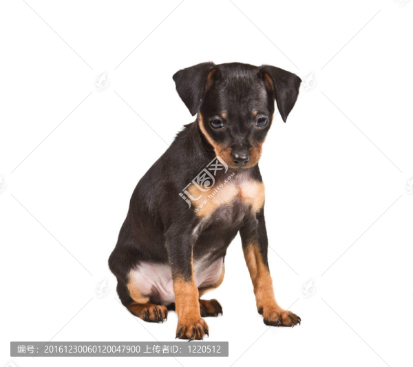 俄羅斯玩具獵犬在白色背景