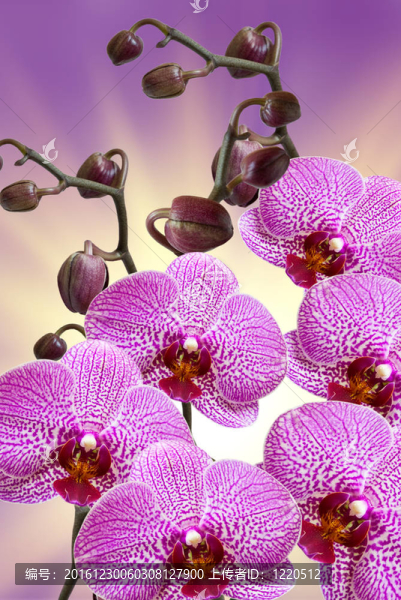 蘭花
