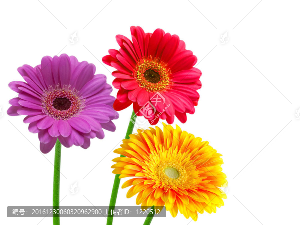 Gerber的花