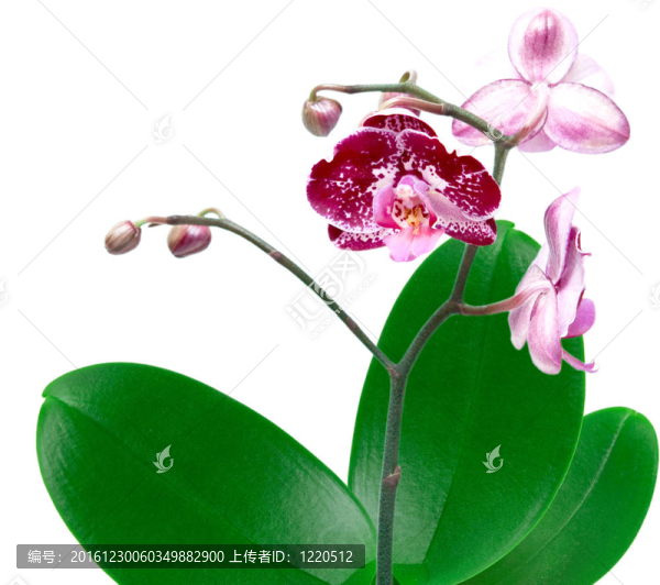 蘭花