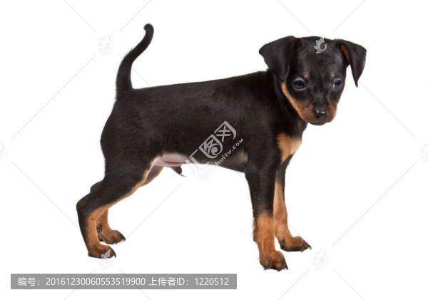 俄羅斯玩具獵犬在白色背景