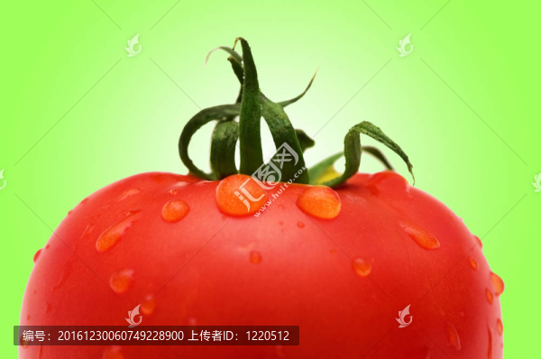 鮮紅番茄抗梯度