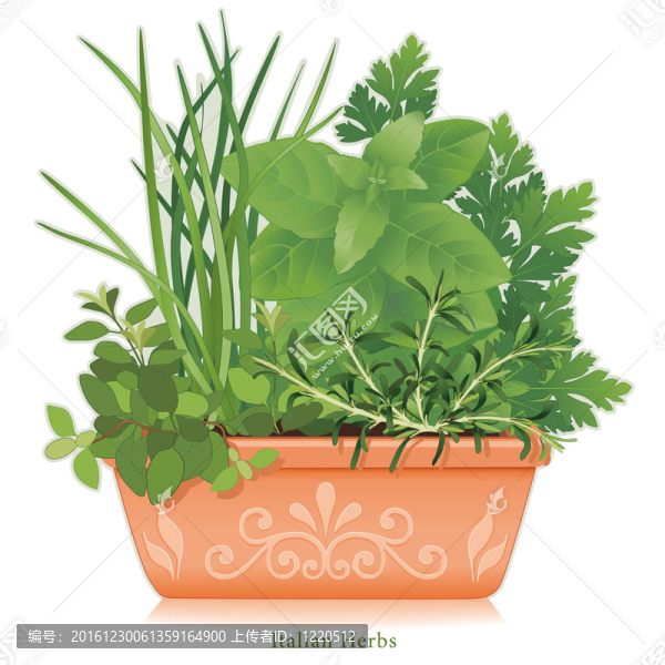 意大利香草園；Clay,Flowerpot