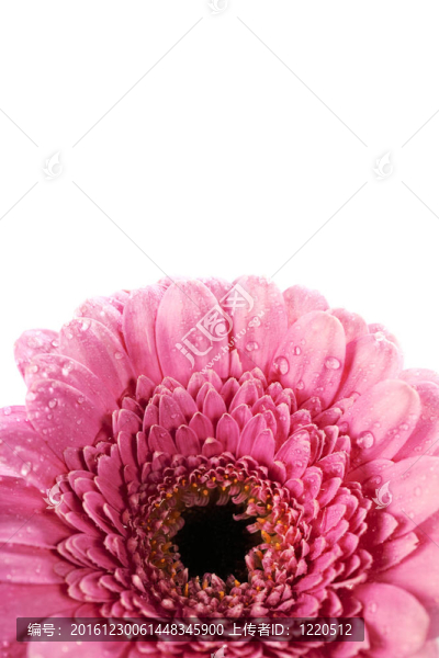 太陽花