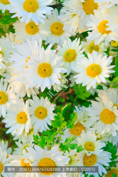 camomiles花卉在自然觀