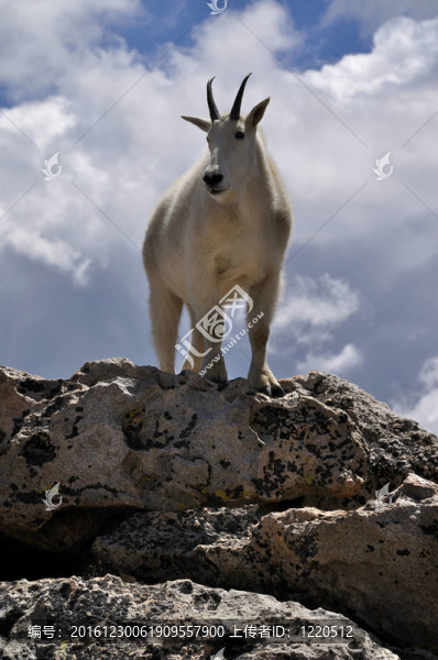 山羊