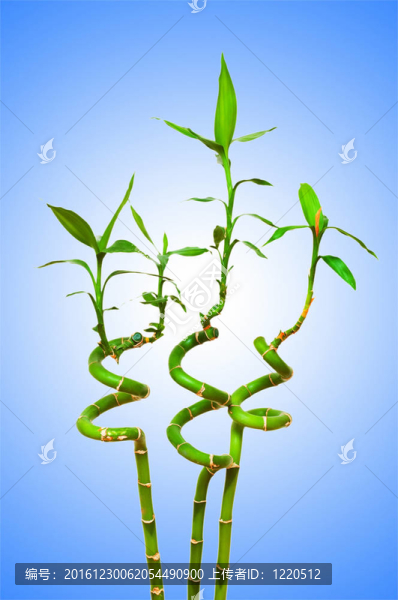 背景竹林