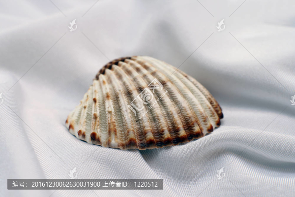 緞殼