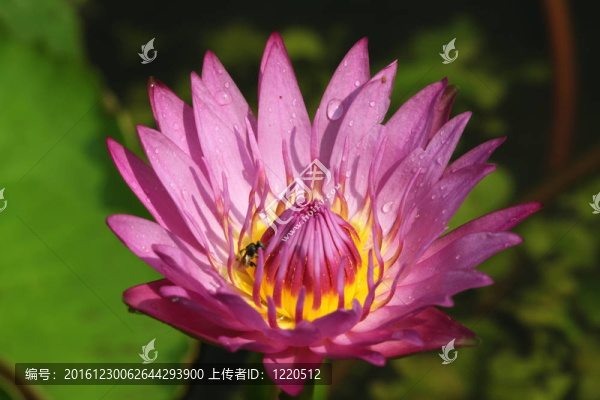 粉紅睡蓮