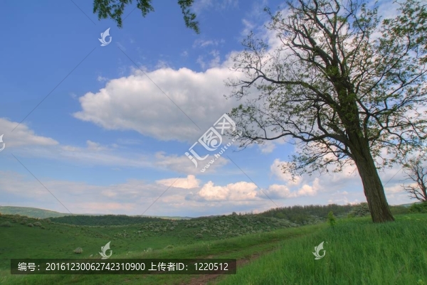 樹(shù)和天空