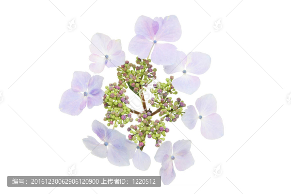 lacecap繡球花