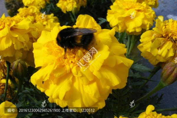 萬壽菊花